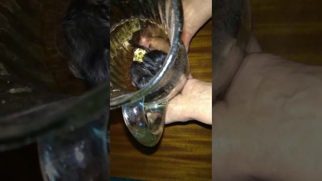 Мышки песчанки домашние питомцы