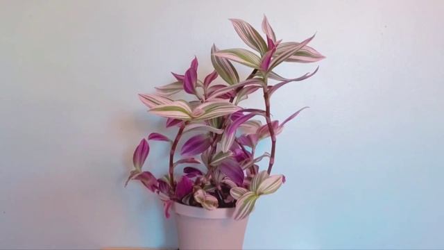 Tradescantia Fluminensis Nanouk 03 Part 01 | Plant Vlog 290 смотреть онлайн