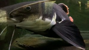 Краснохвостые сомы. Рыба пангасиус