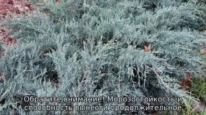 Можжевельник казацкий: сорта, описание