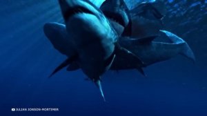 100 Самых Опасных Встреч с Акулами, Снятых На Камеру