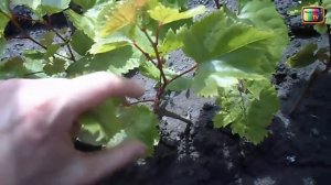 ПАСЫНКОВАНИЕ ВИНОГРАДА МОЛОДЫХ КУСТОВ