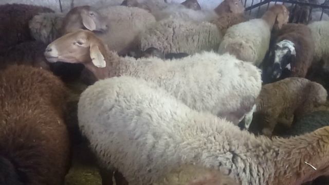 Молбозор город Раззаков Кыргызстан