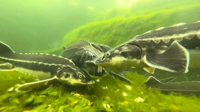 Подводные съёмки кормления осетров в моём прудике.Очень красивые кадры
