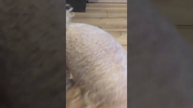 Как ухаживать за маленькой собакой смотреть онлайн