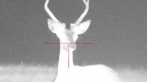 Прицел sytong ht-60. Олени 80+ метров