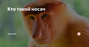 Кахау – обезьяна с неприлично большим носом!