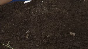 Осенняя подкормка плодовых кустарников и деревьев