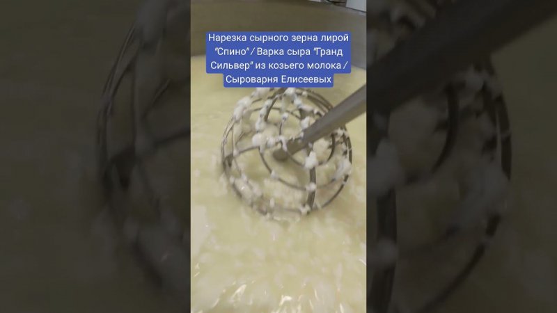 Нарезка сырного зерна лирой "Спино" / Варка сыра "Гранд Сильвер" из козьего молока / #рецепт#еда#сыр