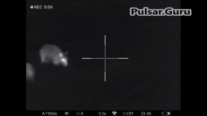 Охота на кабана с Pulsar Trail XP50, выстрелы по кабану.