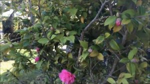 Камелия цветёт в феврале.Почему желтеет листва. Хлороз? Нехватка железа? Избыток кальция? Удобрения