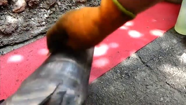 ??#Глушитель.Отжигаем.Красим термостойкой.Декор смотреть онлайн