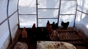Куры зимой в теплице несут яйца