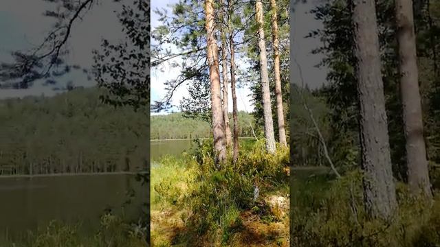 Эх, хорошо! Вода цвета кока-колы в Ленинградской области// Онлайн с Макарьевского озера// Июль 2022