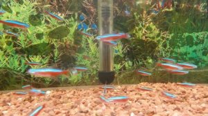 аквариумные рыбки, неон красный