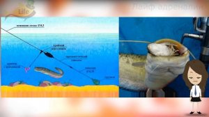 Как ловить сома осенью в ноябре и октябре на донку? Секреты ловли сома на донку!