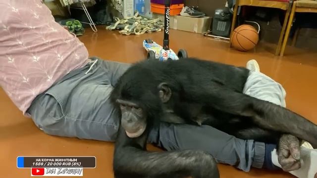 ? LIVE STREAM / Шимпанзе Боня шкодит в прямом эфире / Дан Запашный отвечает на вопросы 24.12.2022