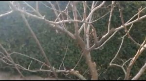 Как правильно обрезать сливу.