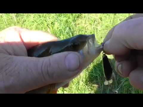 Окунь на воблер  Zipbaits Rigge 35 (копия)
