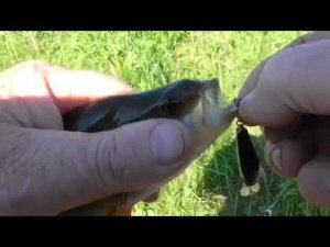 Окунь на воблер  Zipbaits Rigge 35 (копия)