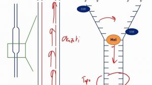 DNA Replication.mp4