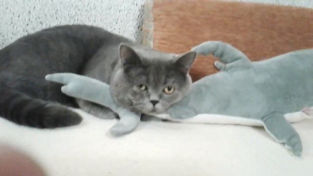 Наш кот любит акул! смотреть онлайн