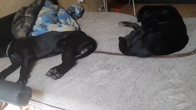 Если псы откусили палец хозяину не Кастрированые Кобели Актёры Фильмов не учат агресивным командам смотреть онлайн