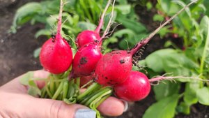 ЗЕЛЕНЬ И РЕДИСКА В ОКТЯБРЕ ЛЕГКО! Выращивайте ТОЛЬКО ТАК и БУДЕТ Шикарный УРОЖАЙ РЕДИСКИ И ЗЕЛЕНИ