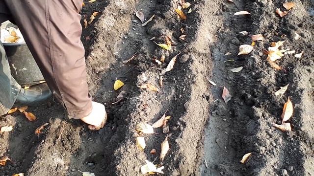 Рокамболь удобная посадка зубков смотреть онлайн