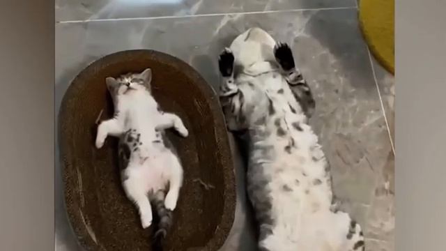 ПРИКОЛЫ С ЖИВОТНЫМИ Смешные коты Собаки Смешные животные смотреть онлайн