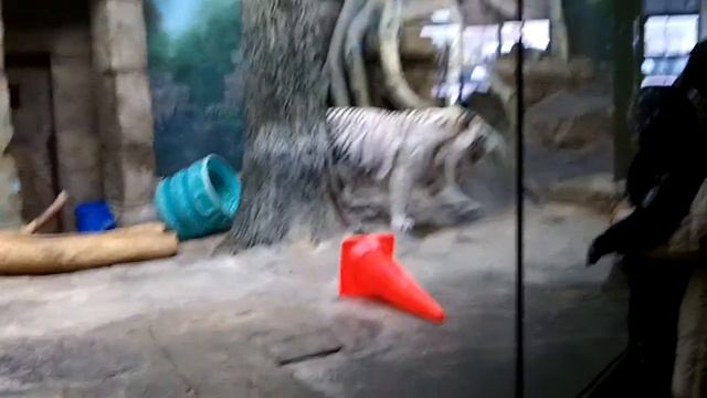 Кошки Московского зоопарка смотреть онлайн