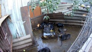 Когда подсадить самца нутрии к молодым самкам, проблемы  .