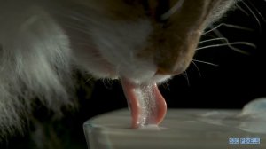 How a Cat Drinks - Amazing Super Slow Motion 2000FPS