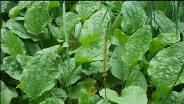 24.07.2021 - Познавательная программа ,,В гости к зелёной аптеке,, смотреть онлайн