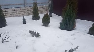 Как сохранить ёлочки и кипарисовики зимой.Можно ли их высаживать на улицу?