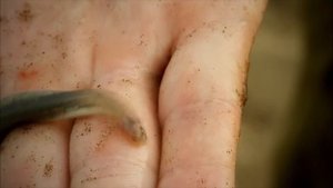 10 Ужасных Существ Реки Амазонка