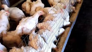 Когда начинать убой бройлеров,  сколько они съедят корма за жизнь