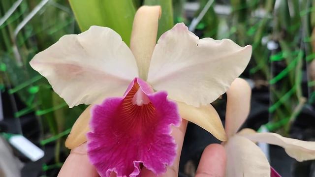 (Cattleya Lucky Strike x Chunyeah) x purpurata смотреть онлайн