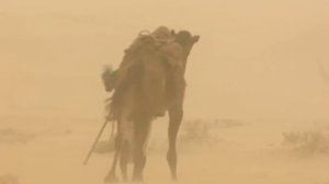 El Camellero del Desierto con 250 Camellos - Señores de los Animales