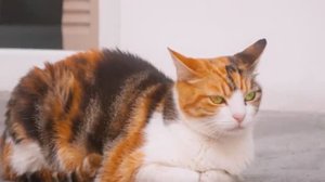 Трехцветные - кошки описание пород