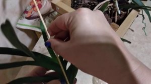 Детка орхидеи Ванды без корней