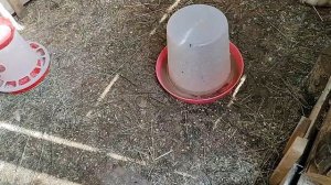 Индоутки. Вся правда о разведении уток.