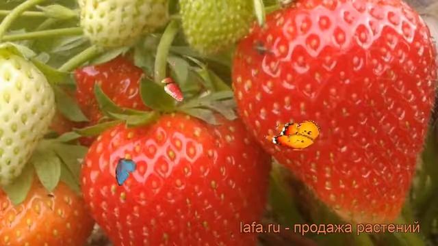 Земляника садовая Вима Занта (vima zanta) ? обзор: как сажать, рассада земляники Вима Занта смотреть онлайн