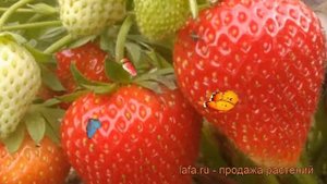 Земляника садовая Вима Занта (vima zanta) ? обзор: как сажать, рассада земляники Вима Занта