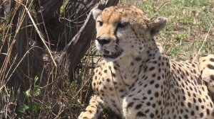 Кения. Абердэр, Найваша, Масаи Мара, Малинди, Марафа.