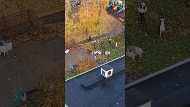 козы Южного Бутово гуляют по двору и едят цветы как у себя дома наглые вонючие животные в Москве смотреть онлайн
