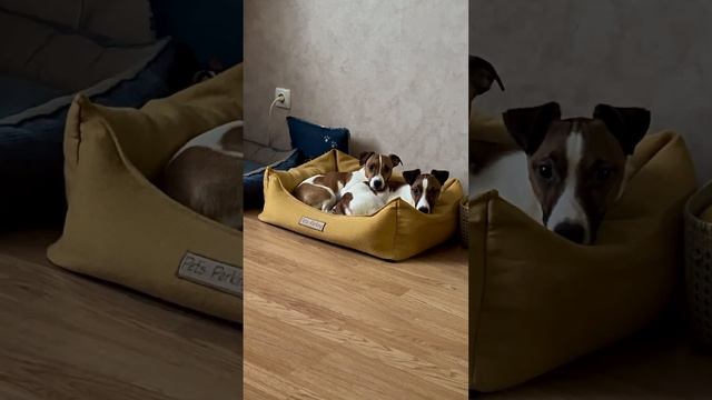 Наше утро - мы проснулись! собаки джекрасселтерьер