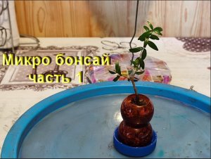 1.Бонсай маме из мирта,посадка в микро плошку часть 1mp4