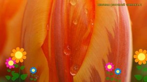 Тюльпан триумф Принцесса Ирен. Краткий обзор, описание характеристик Princes Irene