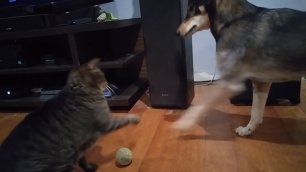 Кот не отдаёт мяч